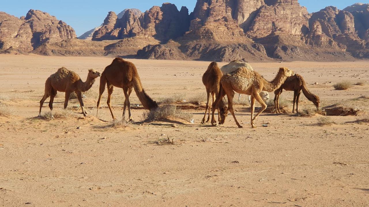 Rum Under The Stars Camp Wadi Rum Luaran gambar